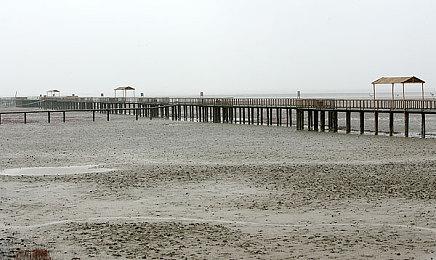 《JOJO的奇妙冒险 群星之战 重制版》 佩特夏角色预告公布